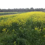Malapezza *