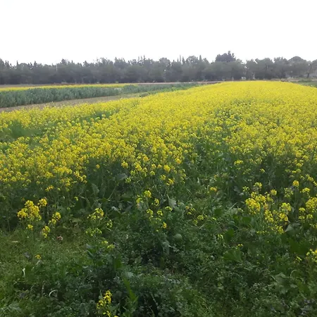 Malapezza *