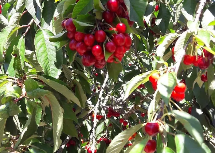 Appartement Malapezza *